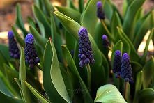 Muscari Latifolium - szafirek szerokolistny