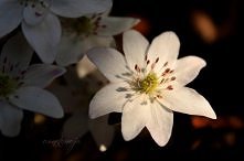Hepatica nobilis Alba - prz...