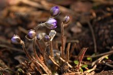 Hepatica nobilis - przylasz...
