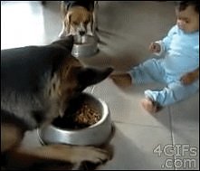 Gif :P walka o miskę