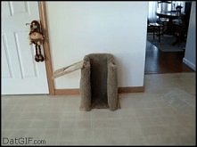 GIF - karmienie psa ;)