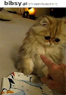 024 Gif ;) oczka są słodkie :)