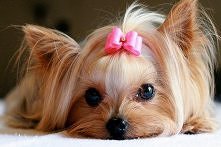 kto ma yorka:**??