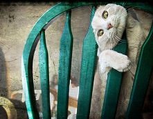 crazy cat