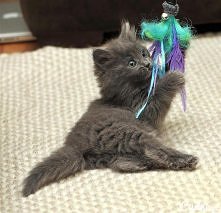 kto się ze mną pobawi?:)