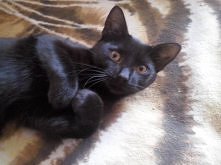 Fryderyk <3 || zapraszam na freedomandhappiness.blog.pl :)