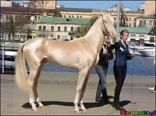Najpiękniejszy koń świata z Turcji