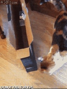 GIF :P źle wymierzył