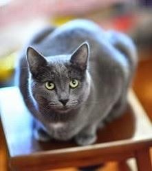 Rosyjski błękitny
Czytaj wi...