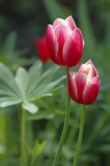 tulipan 3