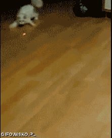 GIF :) w pogoni za wiązką lasera
