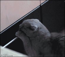 haha :) uwielbiam ten gif :)