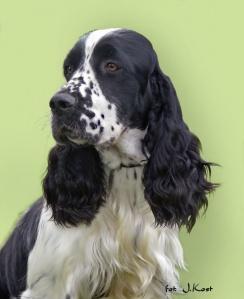 springer spaniel