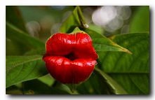 Psychotria elata roślina w ksztalcie ust :)