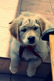 Dajemy psom wolny czas, wolne miejsce i niewypełnioną miłość.  W zamian otrzymujemy od nich wszystko. To najlepszy interes, jaki człowiek kiedykolwiek zrobił.