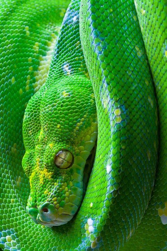 Green Tree Python