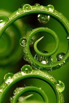 Spirals in Nature, Original...