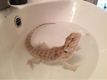 wyjątkowo nie lubimy kąpieli:)