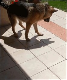 O jaki pieseł. ♥ <gif>