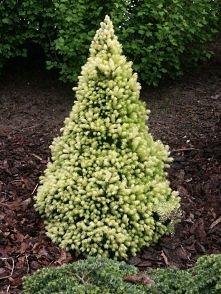 Świerk biały 'Daisy ...