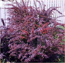 Berberys Thunberga 'At...