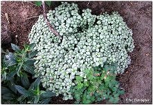 Jasnota plamista 'Whit...