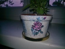 Moja doniczka cos w rodzaju...