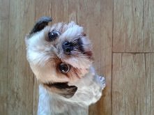 Mój piesek <3 Shih-Tzu K...