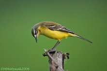 Dziś od samego rana do tera...