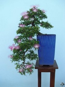 *** albicja jedwabista ***