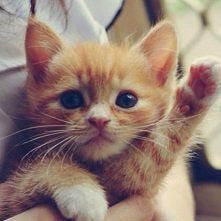 Śliczny kotek <3