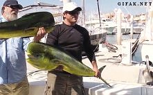 Złodziejska foka - gif