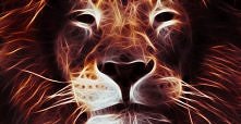 Lion (gif)