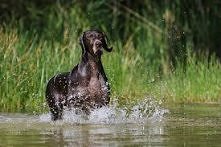 wasze psy lubią wodę??? :)