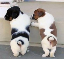 puppy:)