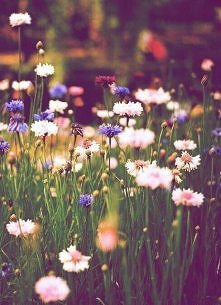 kwiatuszki na łące :p