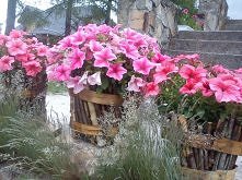 stara doniczka +parepatyczków