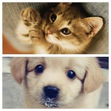 Wolicie kotka czy pieska?