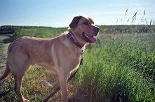 mój głuptas. Robione analogiem z przeterminowaną kliszą<- polecam świetne kolorki i na dodatek bardzo tanio. Zapłaciłam 20 klisz za 10 zł :)