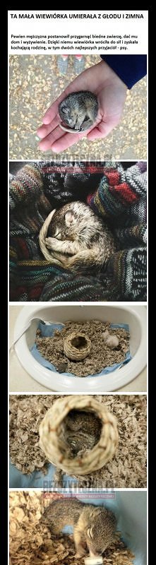 wiewiórka i jej 2 szansa ;)