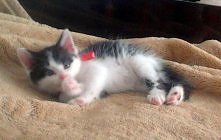 Mój kochany Puszek :*