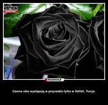 chciałabym taką dostać