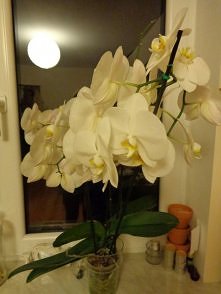 Obiecany storczyk :)