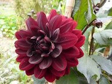 dalia 1