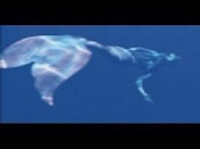 REAL MERMAID CAUGHT IN ISRAEL RAW FOOTAGE NEW EVIDENCE