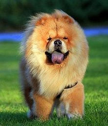 chow chow