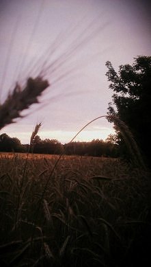 ... simple beauty, a little bit of nature .