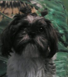 shih tzu :))karolek******