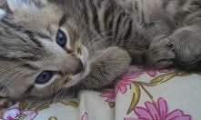 nie chciał by ktoś przygarn...