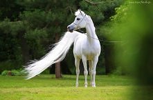 Biały koń :)
